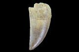 Raptor Tooth - Real Dinosaur Tooth #90019-1